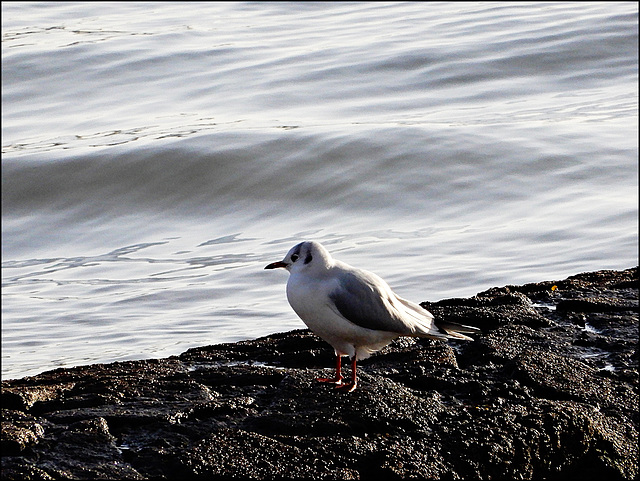 ma mouette