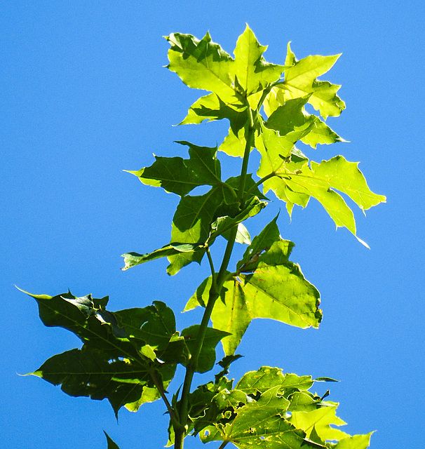 20210619 1013CPw [D~LIP] Spitz-Ahorn (Acer platanoides), Bad Salzuflen