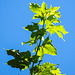 20210619 1013CPw [D~LIP] Spitz-Ahorn (Acer platanoides), Bad Salzuflen