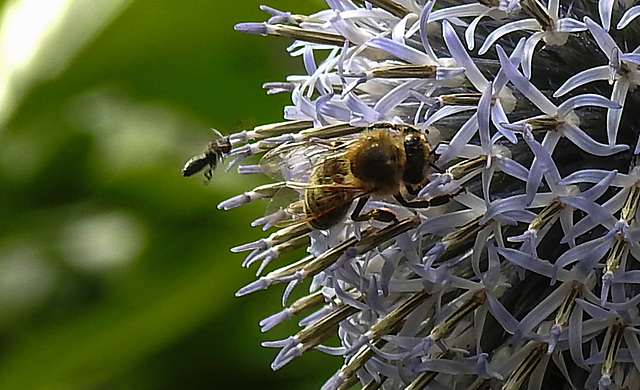 20210726 2026CPw [D~LIP] Insekten, Banater Kugeldistel (Echinops bannaticus), Bad Salzuflen