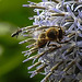 20210726 2026CPw [D~LIP] Insekten, Banater Kugeldistel (Echinops bannaticus), Bad Salzuflen