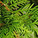 20210926 2894CPw [D~LIP] Lebenbaum (Thuja), Bad Salzuflen