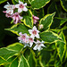 20220522 1098CPw [D~LIP] Glockenstrauch (Weigela florida 'Nana Verigata'), Bad Salzuflen