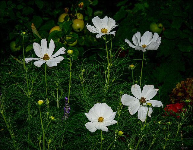 5x White Cosmea