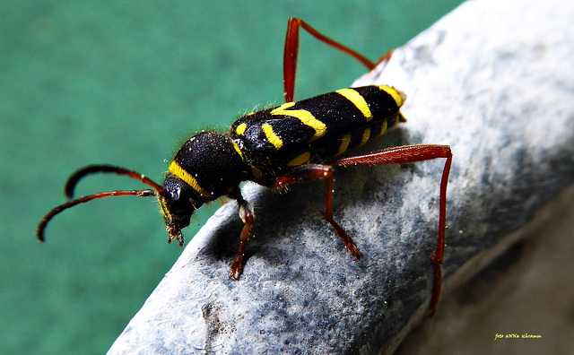 Widderbock (Clytus arietis)