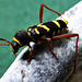 Widderbock (Clytus arietis)