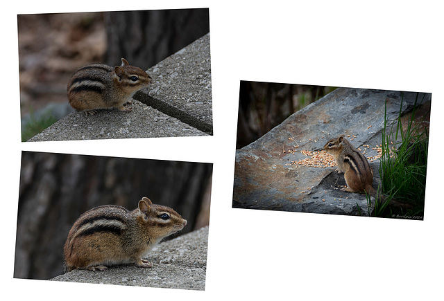 Chipmunks ... putzig und frech! (© Buelipix)