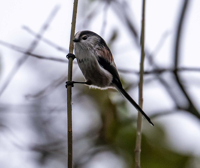 Long tailed tit