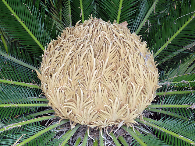 Cuore di palma