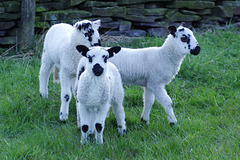 Lambs at Moorfield