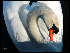 Un cygne élégant & majestueux