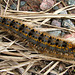 Garden Tiger Moth Caterpillar(Arctia caja) , Letterewe 21st May 2005