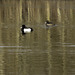 Tufted Ducks in reflections of the reeds