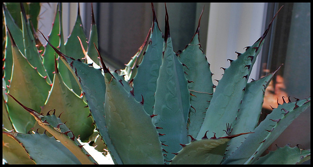 Agave parryi