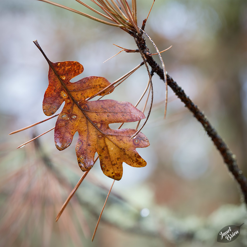 Pictures for Pam, Day 21: Oak Leaf Cradled by Pine Needles