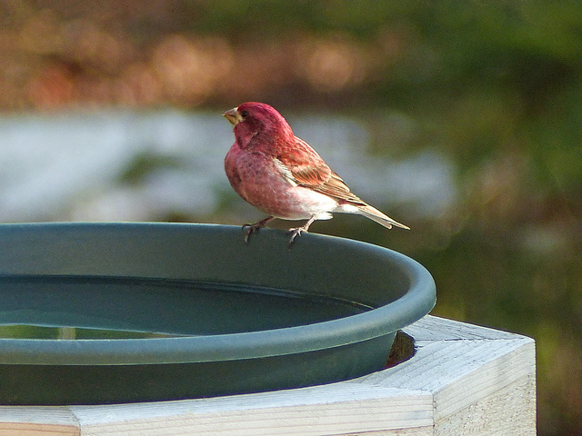 Day 7, Purple Finch, Tadoussac, Quebec