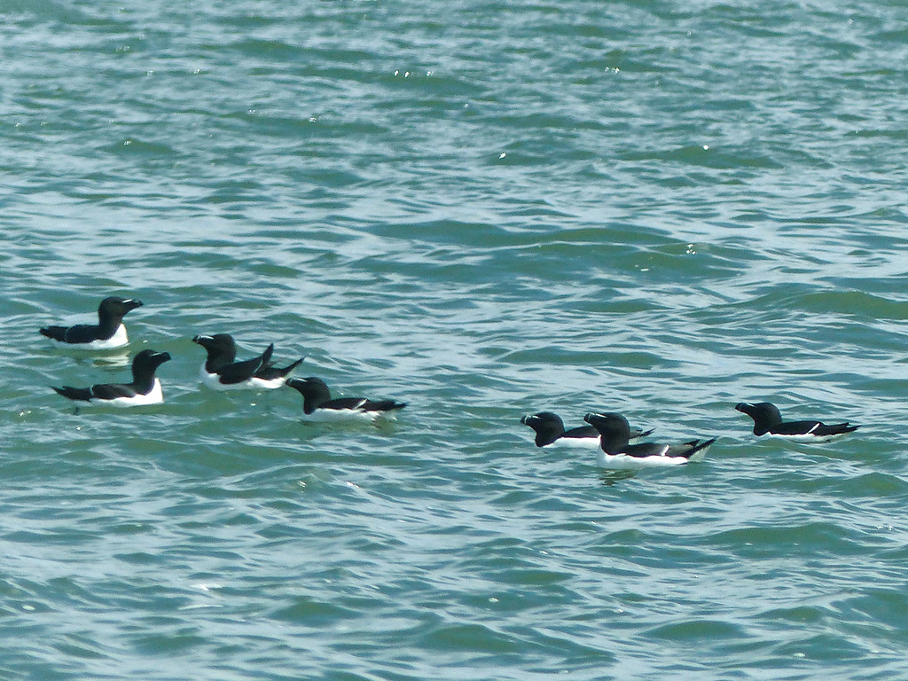 Day 11, Razorbills, on way back to Tad on Juno