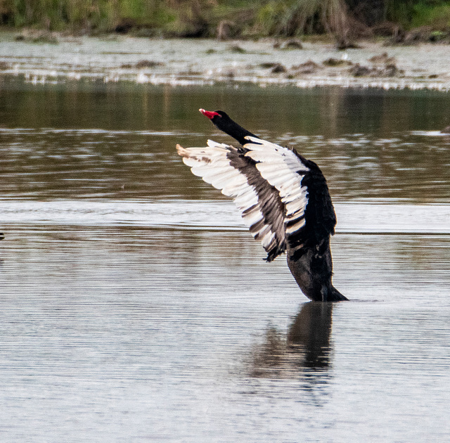 Black swan5