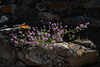 Spergularia purpurea, Caryophyllales