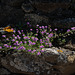 Spergularia purpurea, Caryophyllales