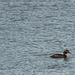 Great Crested Grebe