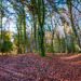 Carpet of Leaves