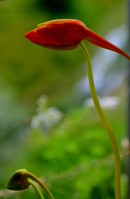 Tropaeolum