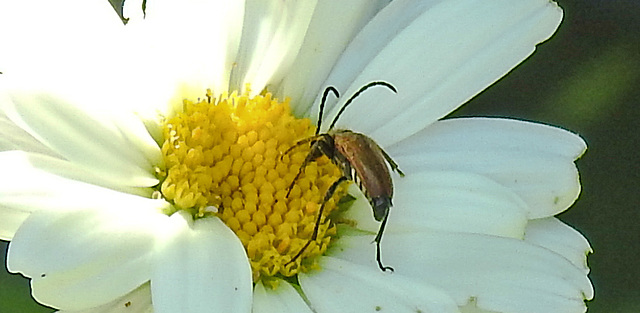 20210619 1016CPw [D~LIP] Rothalsbock (Leptura rubra), Wiesen-Margerite (Leucanthemum vulgare agg), Bad Salzuflen