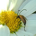 20210619 1016CPw [D~LIP] Rothalsbock (Leptura rubra), Wiesen-Margerite (Leucanthemum vulgare agg), Bad Salzuflen