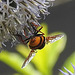 20210726 2028CPw [D~LIP] Hornissen-Schwebfliege (Volucella zonaria), Bad Salzuflen