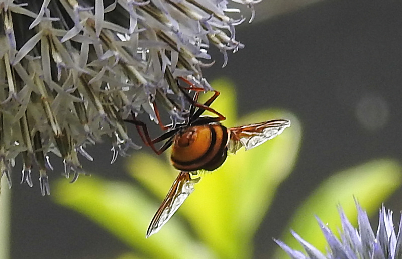 20210726 2028CPw [D~LIP] Hornissen-Schwebfliege (Volucella zonaria), Bad Salzuflen