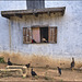 Chat perché regardant un poulet
