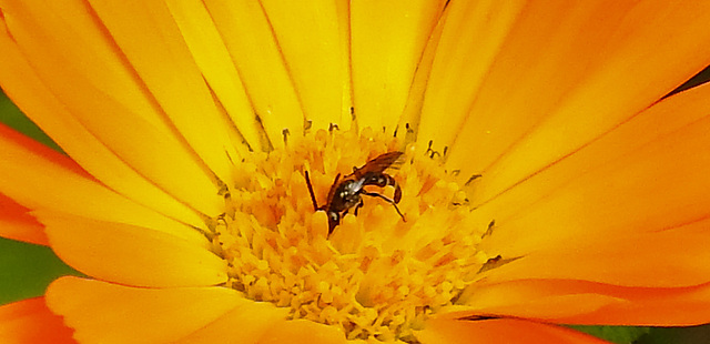 20210830 2620CPw [D~LIP] Ringelblume (Calendula officinalis), Insekt, Bad Salzuflen