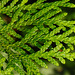 20210926 2895CPw [D~LIP] Lebenbaum (Thuja), Bad Salzuflen