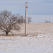 bare tree and pole