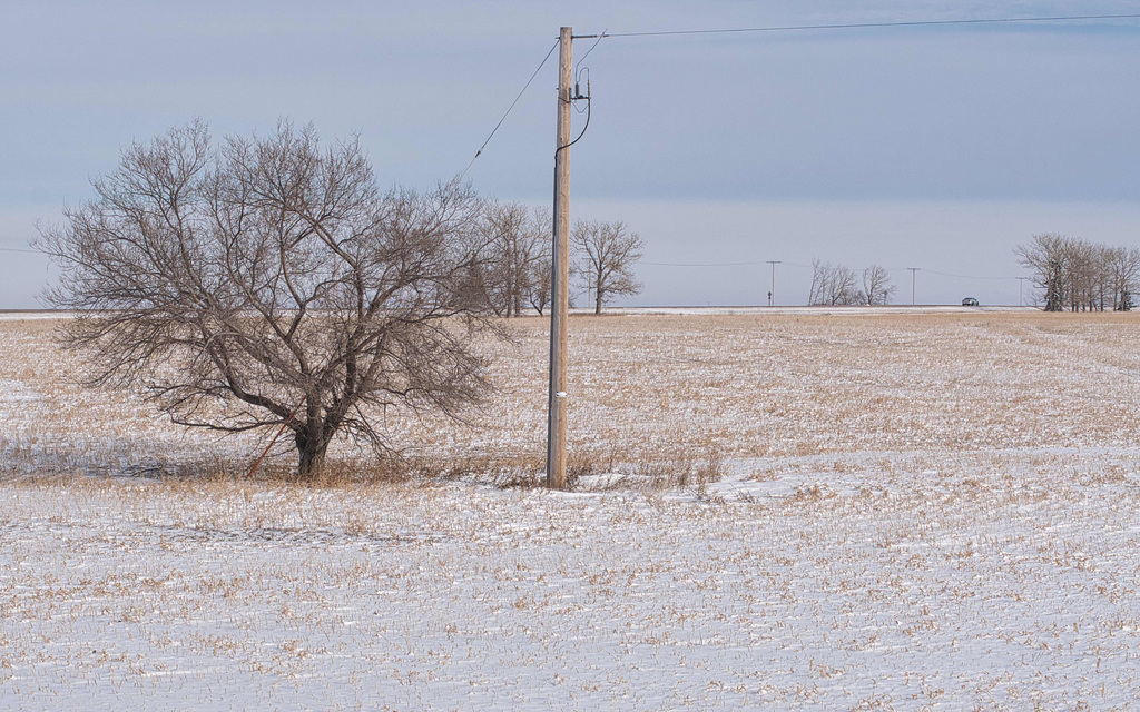 bare tree and pole