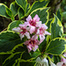 20220522 1099CPw [D~LIP] Glockenstrauch (Weigela florida 'Nana Verigata'), Bad Salzuflen