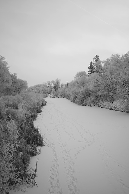 tracks on the creek-B&W