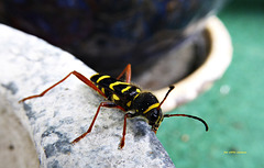 Widderbock (Clytus arietis)