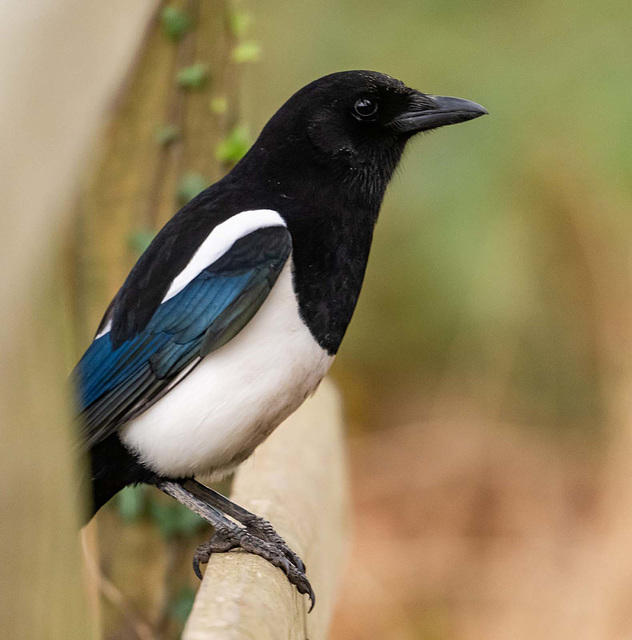 Magpie