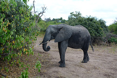 Botswana, Chobe National Park, Young Elephant Came to Eat