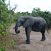 Botswana, Chobe National Park, Young Elephant Came to Eat