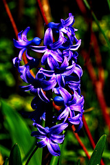 zu früh, zu warm, zu trocken, zu langanhaltend zu früh, zu warm, zu trocken, zu langanhaltend