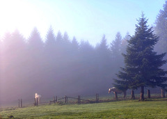 HFF matinal [EXPLORER]