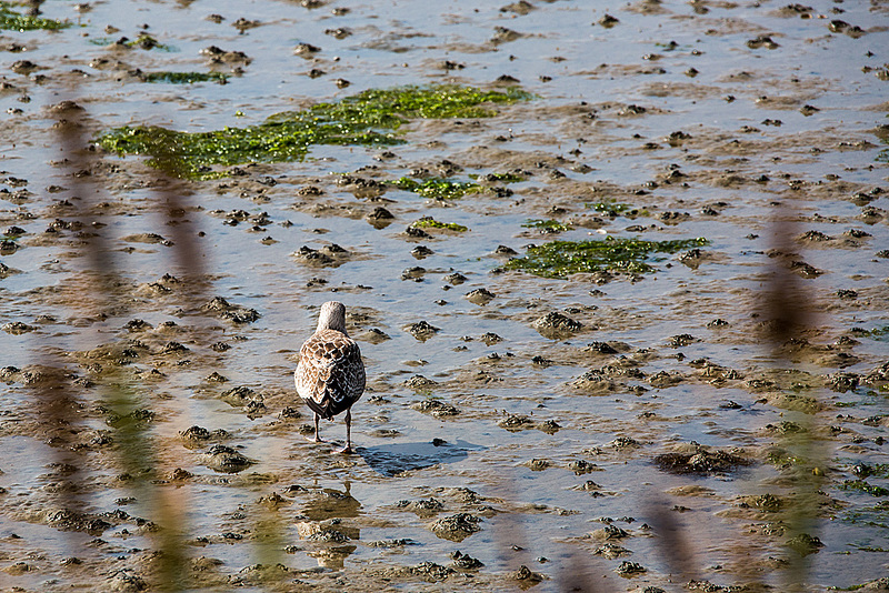 20140907 4858VRAw [NL] Möwe, Terschelling