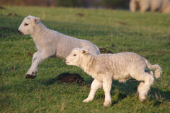 Lambs at Moorfield