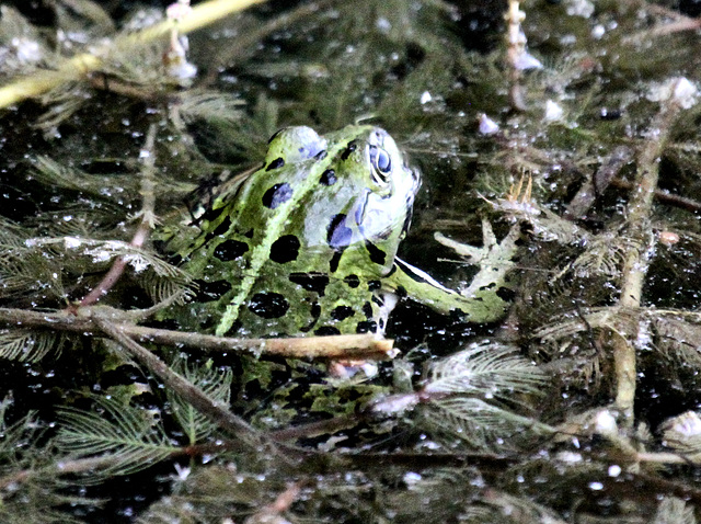 Wasserfrosch