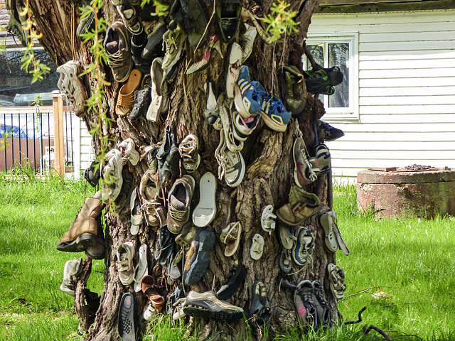 Day 3, the Shoe Tree, Leamington, Ontario
