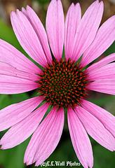 Coneflower