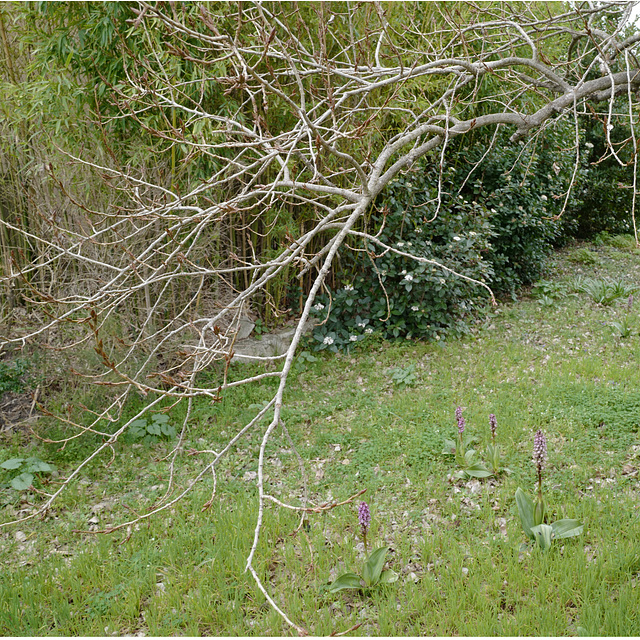 printemps carrée, Cèze, Gard